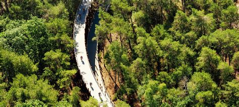 De Drakensberg Canopy Tour: Een epische rit door de boomtoppen met adembenemende uitzichten!